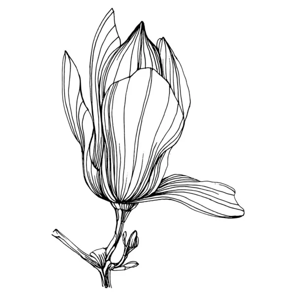Manolya çiçeği. Çiçekli botanik çiçeği. İzole illüstrasyon elementi. Arkaplan, doku, ambalaj deseni, çerçeve veya kenar çizimi için vektör el.