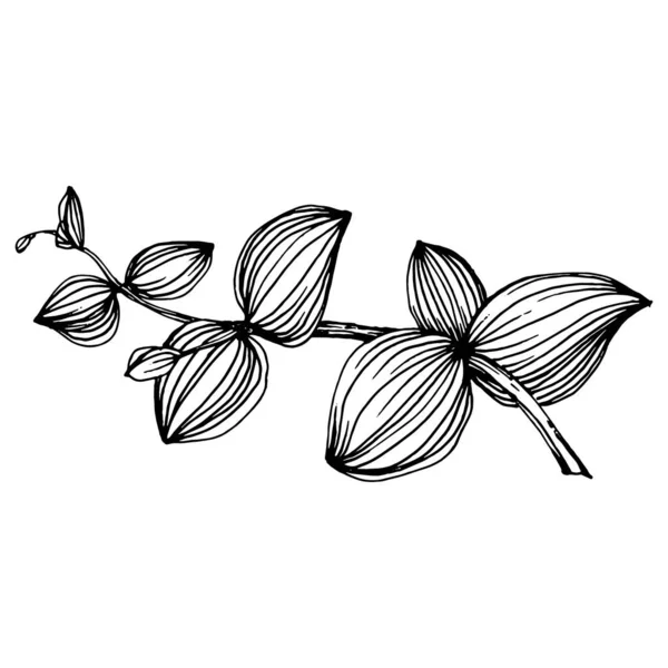 Okaliptüs yaprakları. Çiçekli botanik çiçeği. İzole illüstrasyon elementi. Arkaplan, doku, ambalaj deseni, çerçeve veya kenar çizimi için vektör el.