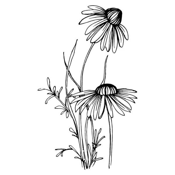 Papatya çayı elle çizilmiş. Daisy tekerleği