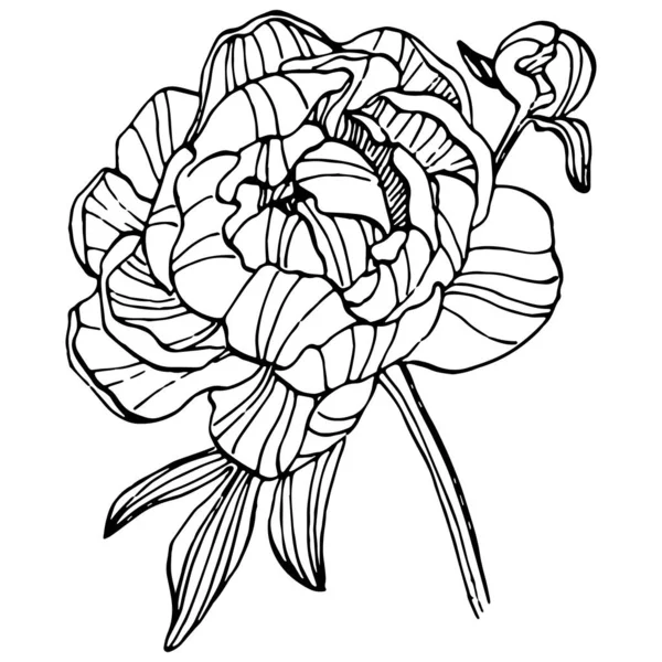 Şakayık çiçeği. Çiçekli botanik çiçeği. İzole illüstrasyon elementi. Arkaplan, doku, ambalaj deseni, çerçeve veya kenar çizimi için vektör el.