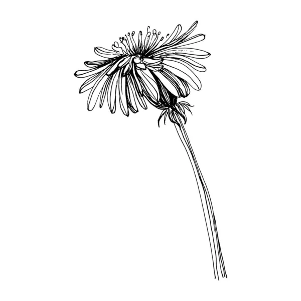 Pampeliška Květinové Botanické Taraxacum Foukací Koule Izolovaný Ilustrační Prvek Vektorové — Stockový vektor