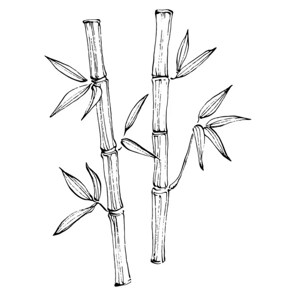 Plante Bambou Main Dessin Croquis Tatouage Floral Très Détaillé Dans — Image vectorielle