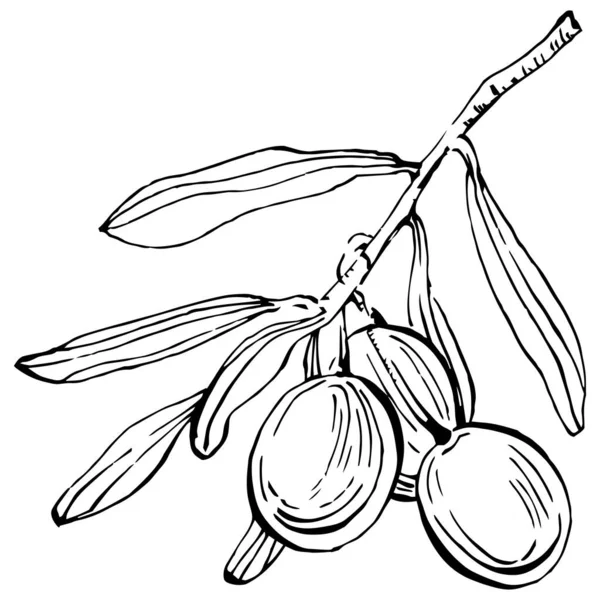 Esquema Aceitunas Ramas Olivo Aisladas Sobre Fondo Blanco Hojas Aceitunas — Archivo Imágenes Vectoriales
