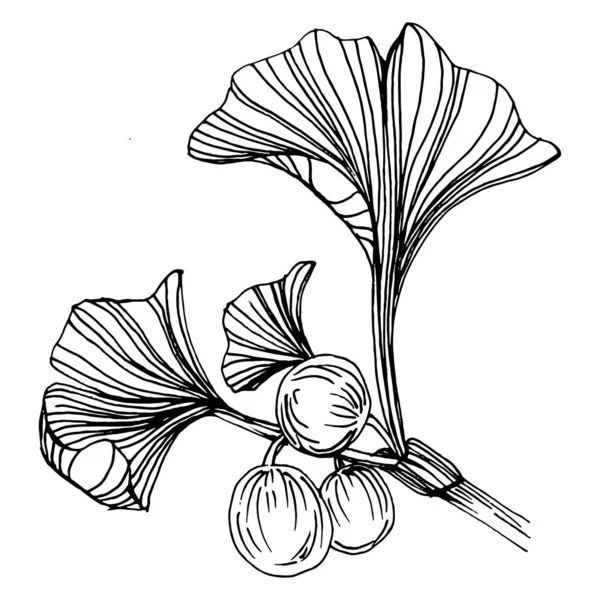 Ginkgo Plante Base Plantes Main Dessin Croquis Tatouage Floral Très — Image vectorielle