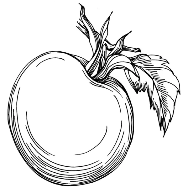 Domates yalıtılmış elementler. Sebzeler vektör çizimi. İşlemeli stil. Tarım piyasasında ürün. Tasarım menüsü, etiket, rozet, pankart ve tanıtım için en iyi yer. 