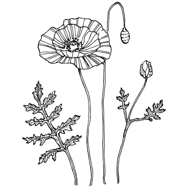 Amapolas Flor Botánica Floral Elemento Ilustración Aislado Dibujo Mano Vectorial — Archivo Imágenes Vectoriales