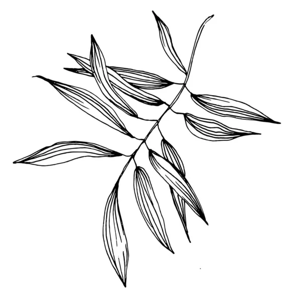 Bambuspflanze Von Hand Zeichnung Skizze Floral Tätowierung Sehr Detailliert Linie — Stockvektor
