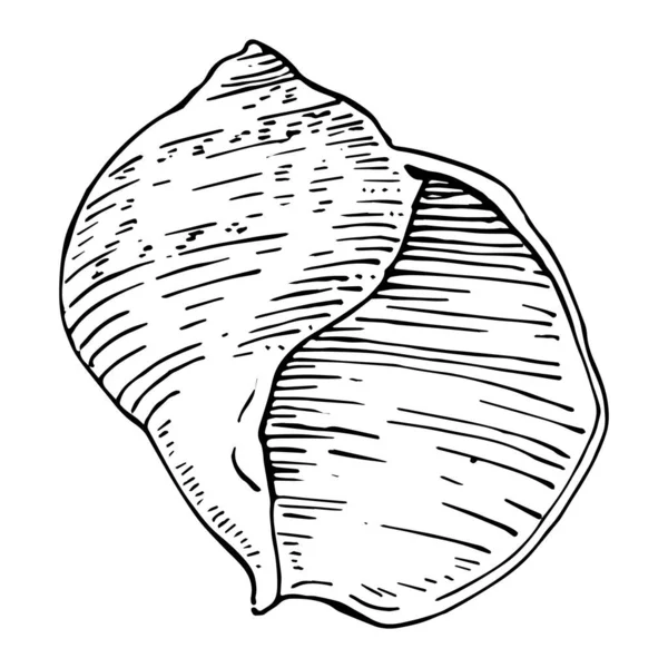 Handgezeichnete Meeresmuscheln Isoliert Schwarz Weiß Illustration — Stockvektor