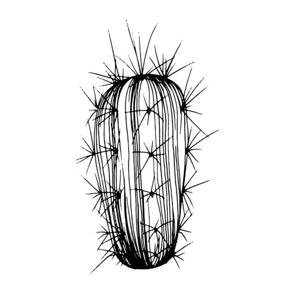 Kaktusz Vázlat Logóhoz Virágos Zamatos Növények Tetoválás Nagyon Részletes Line — Stock Vector
