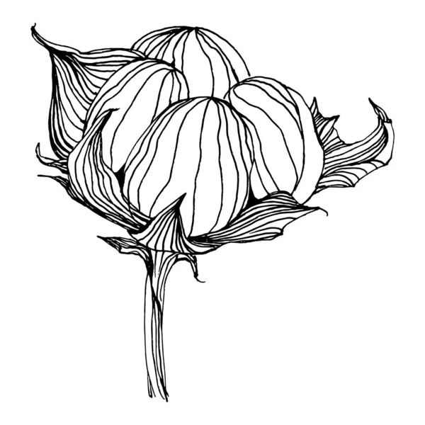 Baumwollblume Florale Botanische Blume Isoliertes Illustrationselement Vektor Handzeichnung Wildflower Für — Stockvektor