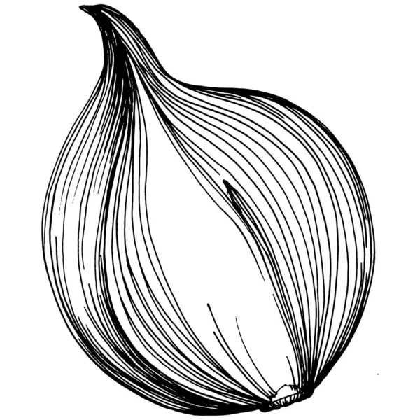 Oignon Isolé Illustration Dessinée Main Style Gravé Aux Légumes Croquis — Image vectorielle