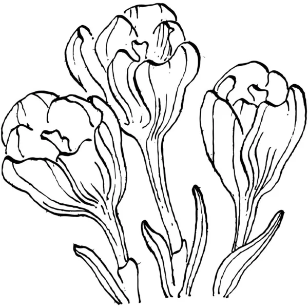 Crocus Bloem Vector Schets Illustratie Geïsoleerd Witte Achtergrond Saffraan Lijn — Stockvector