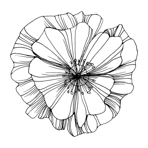 Цветок Мака Цветочный Ботанический Цветок Изолированный Элемент Иллюстрации Векторный Ручной — стоковый вектор