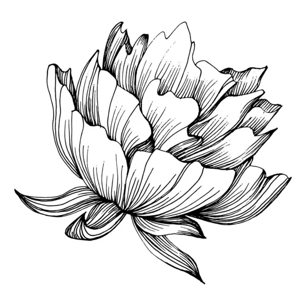 Pfingstrosenblüte Florale Botanische Pfingstrosen Isoliertes Illustrationselement Vektor Handzeichnung Wildflower Für — Stockvektor