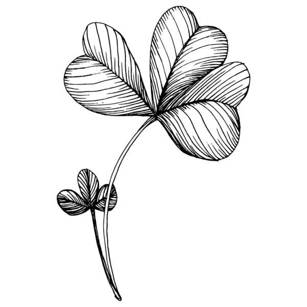 Τριφύλλι Σάμροκ Φυτικό Βοτανικό Λουλούδι Μεμονωμένο Στοιχείο Απεικόνισης Διάνυσμα Χέρι — Διανυσματικό Αρχείο