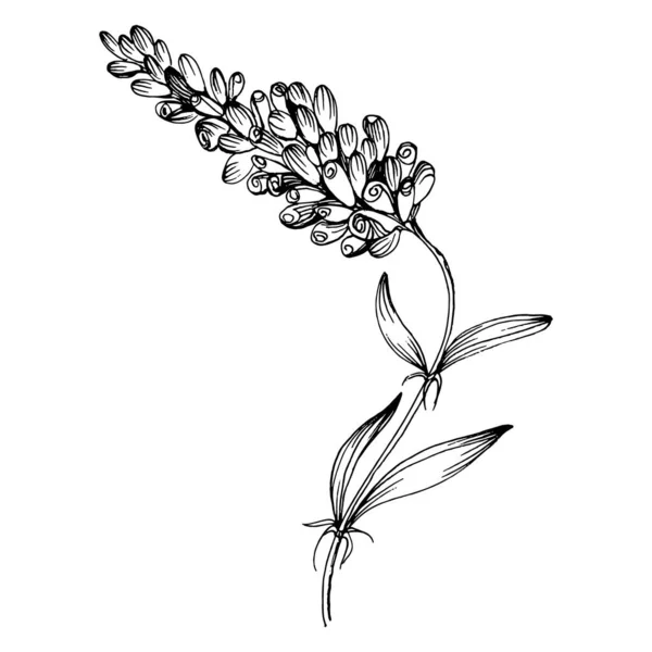Lavanda Isolado Desenho Ilustração Elemento Desenhado Mão Para Ervas Casamento imagem vetorial de AcantStudio© 507381804