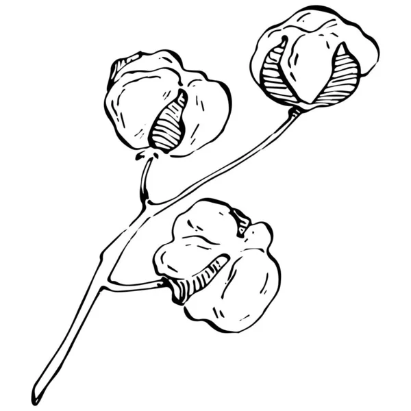 Pamuk Çiçeği Çiçekli Botanik Çiçeği Zole Illüstrasyon Elementi Arkaplan Doku — Stok Vektör