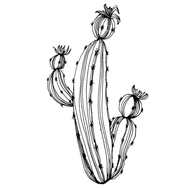 Cactus Sketch Logo Floral Succulent Plants Tattoo Highly Detailed Line — Stock Vector