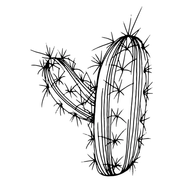 Cacto do deserto para colorir  Cactus clipart, Clipart black and