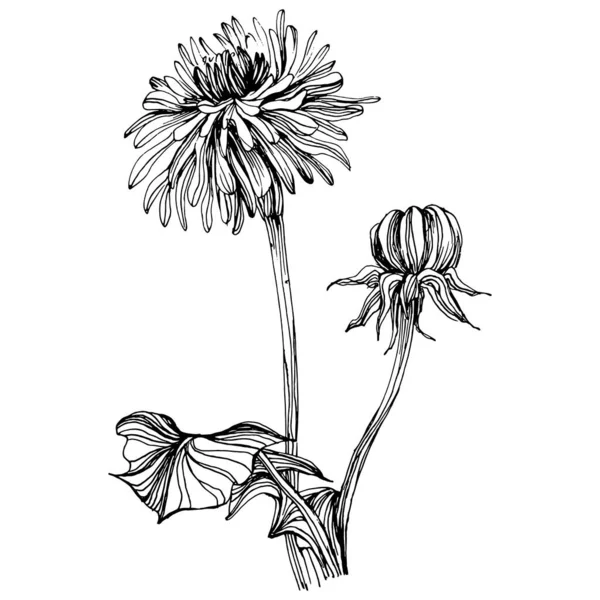 Fleur Pissenlit Taraxacum Botanique Floral Blowball Elément Illustration Isolé Dessin — Image vectorielle