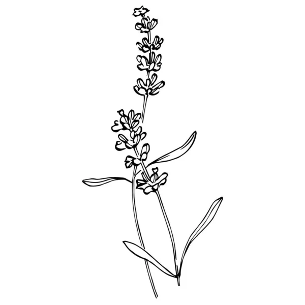 Lavender Botanical Flower Hand Drawn Design Wedding Herb Plant Monogram — vektorikuva