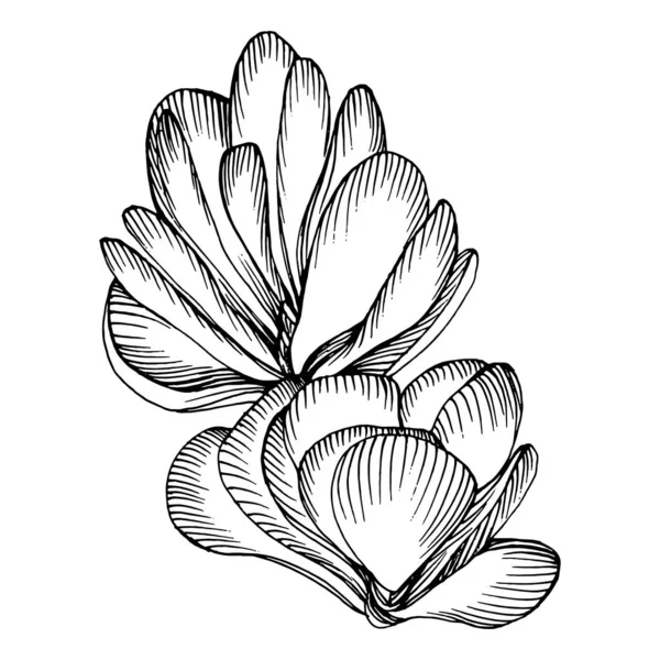 多汁的花 植物植物植物仙人掌 孤立的说明性元素 矢量手绘野花 用于背景 包装图案 框架或边框 — 图库矢量图片