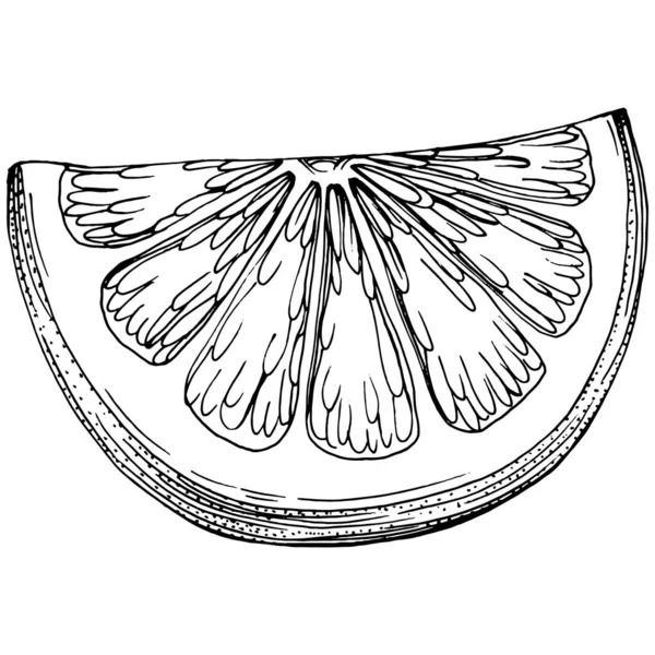 Orange Sketch Citrus Fruit Decorative Hand Drawn Orange Botanical Illustrations — Stock Vector