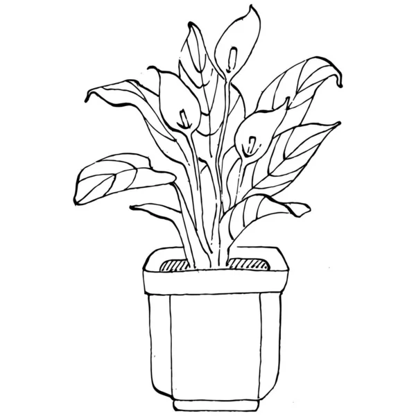 Home Plant Γλάστρες Σκίτσο Σκιαγραφικό Σχέδιο Απομονωμένη Απεικόνιση Των Αναπτυσσόμενων — Διανυσματικό Αρχείο
