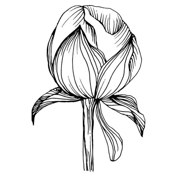 Fleur Pivoine Pivoines Botaniques Printanières Florales Élément Illustration Isolé Dessin — Image vectorielle
