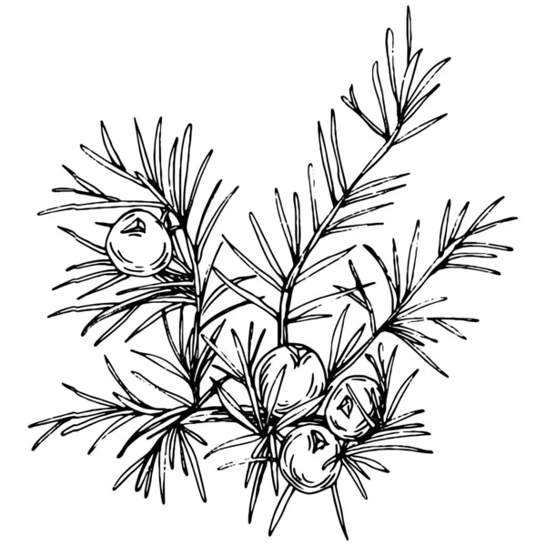 Juniper Vectortekening Geïsoleerde Vintage Illustratie Van Bes Tak Biologische Etherische — Stockvector