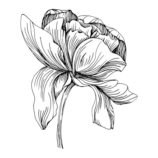 Fleur Pivoine Pivoines Botaniques Florales Élément Illustration Isolé Dessin Vectoriel — Image vectorielle