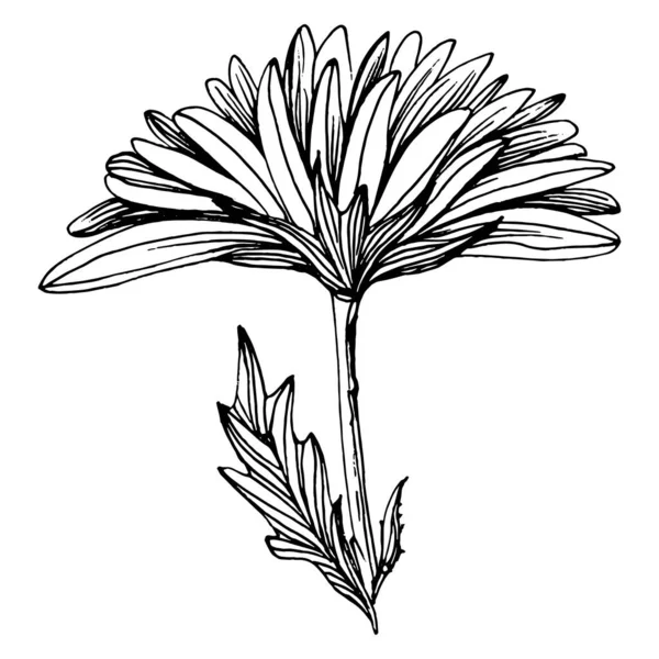 Chrysanthemum För Hand Ritning Blommig Tatuering Mycket Detaljerad Linje Konst — Stock vektor