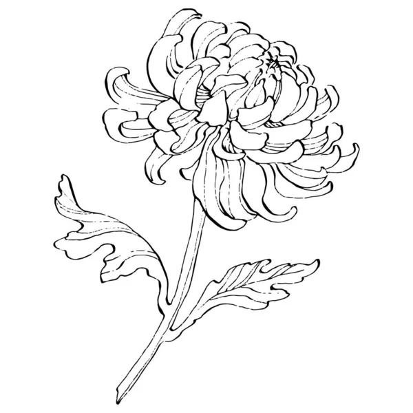 Chrysanthemum Black And White Tattoo