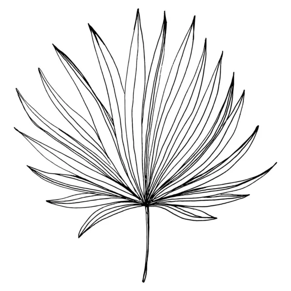 Tropische Palmenblätter Exotische Botanische Blume Isoliertes Illustrationselement Vektor Handzeichnung Wildflower — Stockvektor