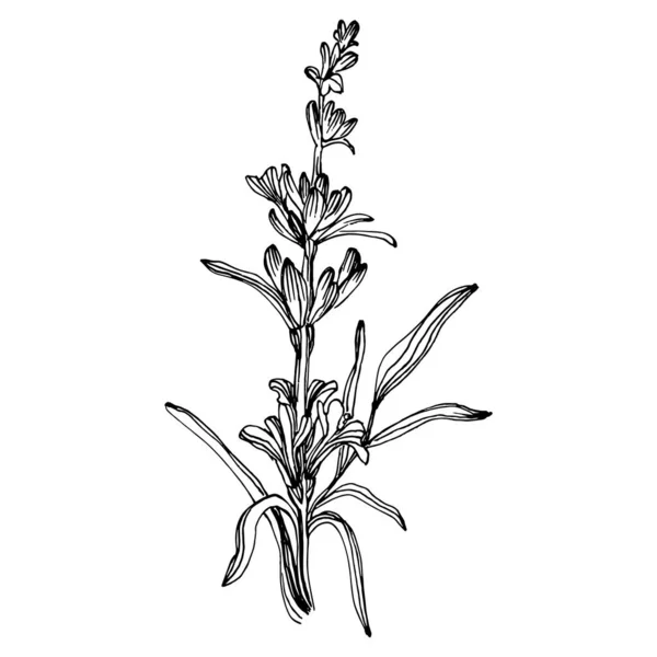 Fleur Lavande Fleur Botanique Florale Élément Illustration Isolé Dessin Vectoriel — Image vectorielle