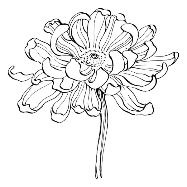 Chrysant Met Hand Tekenen Bloemen Tatoeage Zeer Gedetailleerd Lijn Kunst — Stockvector