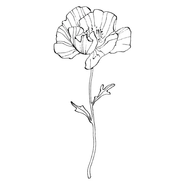 ケシの花 花の植物の花 孤立したイラスト要素 テクスチャ ラッパーパターン フレームまたは境界線のためのベクトル手描きの野花 — ストックベクタ