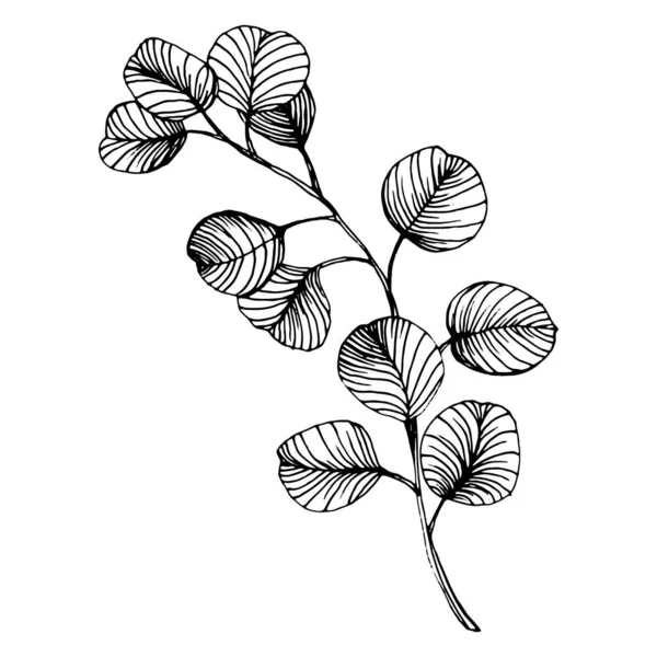 Okaliptüs yaprakları. Çiçekli botanik çiçeği. İzole illüstrasyon elementi. Arkaplan, doku, ambalaj deseni, çerçeve veya kenar çizimi için vektör el.