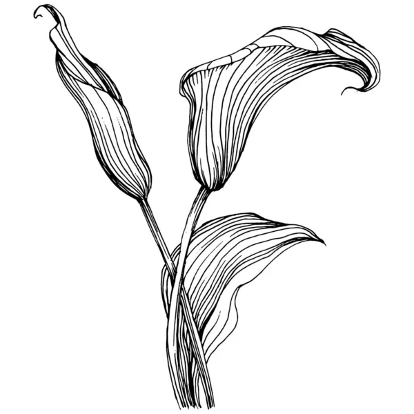 Elle çizilmiş tropik çiçek kallası. Lilium çiçek logosu ya da dövmesi sanat tarzında detaylı. Siyah beyaz klip sanatı izole edildi. Amblem için antika vintage gravür.