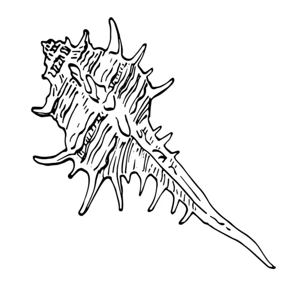 用黑白插图隔开的手工绘制的海洋贝壳 — 图库矢量图片