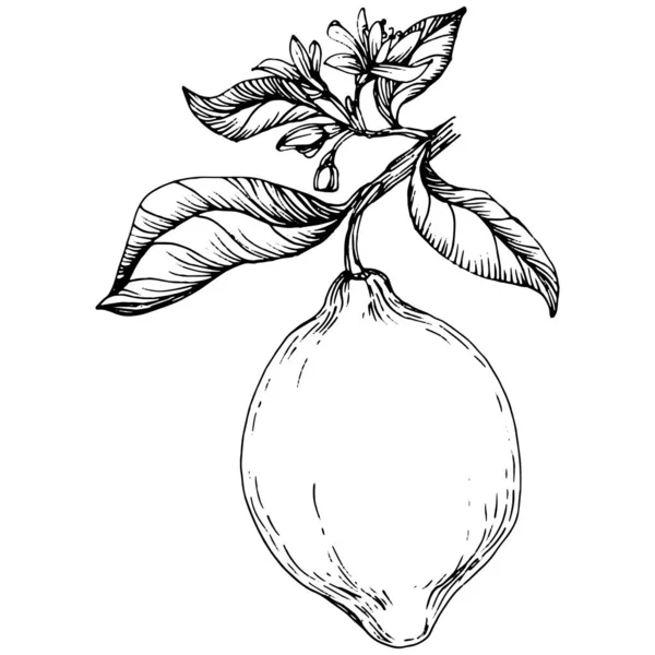 Lemon beyaz arka planda izole edilmiş. Organik yağ oymalı taslak. Güzellik ve kaplıca, kozmetik malzeme. Etiket, poster, broşür, ambalaj için harika