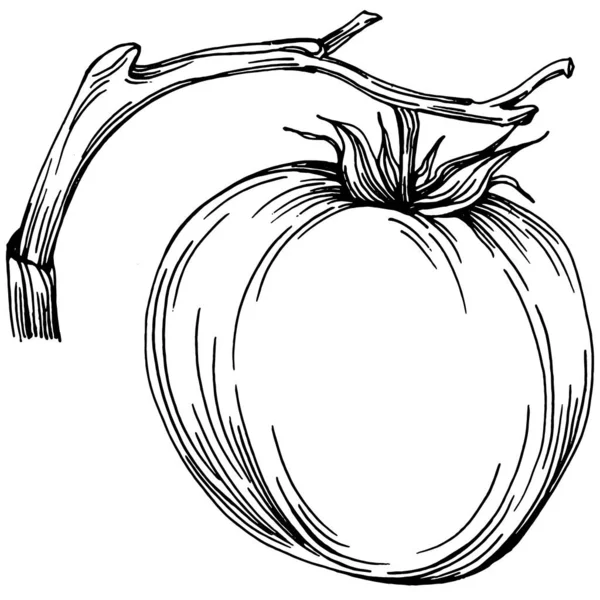 Domates yalıtılmış elementler. Sebzeler vektör çizimi. İşlemeli stil. Tarım piyasasında ürün. Tasarım menüsü, etiket, rozet, pankart ve tanıtım için en iyi yer. 