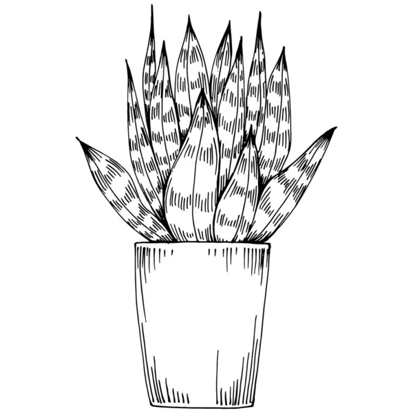 Home Plant Potten Schets Outline Tekening Geïsoleerde Illustratie Van Groeiende — Stockvector