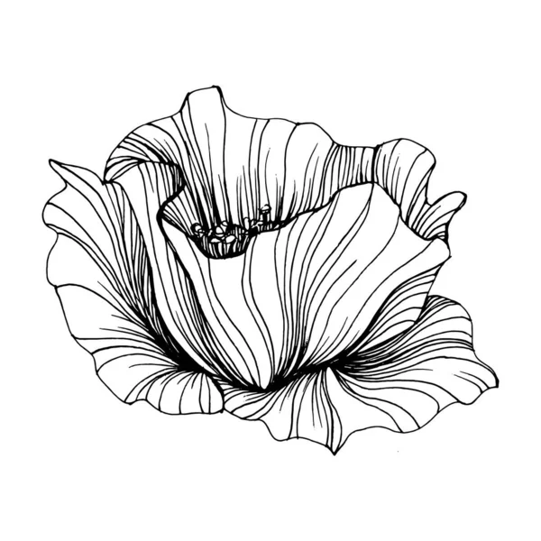 Poppies Flower Floral Botanical Flower Isolated Illustration Element Vector Hand — Διανυσματικό Αρχείο