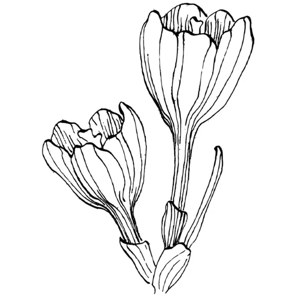 Crocus çiçek vektörü çizimi beyaz arka planda izole edilmiş, safran çizgisi sanatı. Siyah çizgili şirin bir çiçek ve beyaz arka planda beyaz bir uçak..