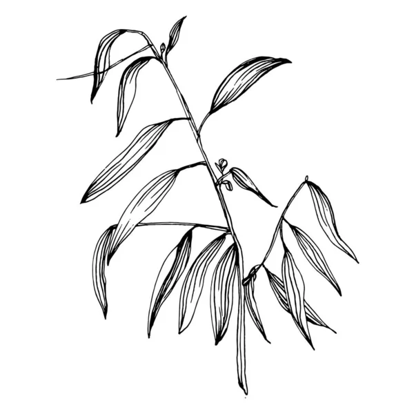유칼립투스 잎이야 식물학적 독자적 텍스처 프레임 테두리를 손으로 그리는 — 스톡 벡터