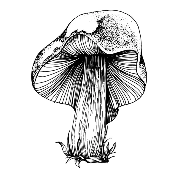 Croquis Illustration Champignon Pour Logo Tatouage Champignons Très Détaillé Dans — Image vectorielle