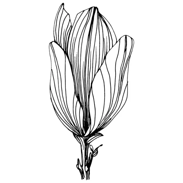 Manolya çiçeği. Çiçekli botanik çiçeği. İzole illüstrasyon elementi. Arkaplan, doku, ambalaj deseni, çerçeve veya kenar çizimi için vektör el.