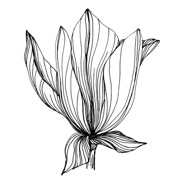 Manolya çiçeği. Çiçekli botanik çiçeği. İzole illüstrasyon elementi. Arkaplan, doku, ambalaj deseni, çerçeve veya kenar çizimi için vektör el.