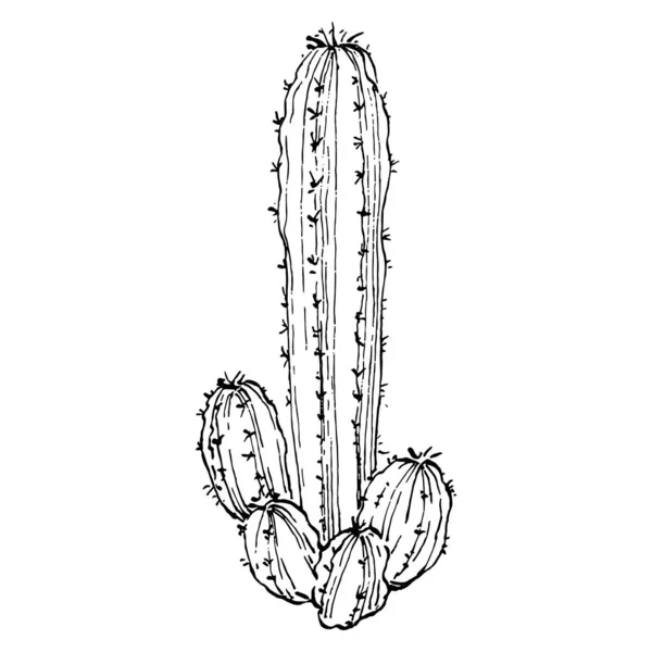 Ilustração Isolada Cacti Sobre Fundo Branco Ícones Cacto Logotipo Elemento —  Vetores de Stock